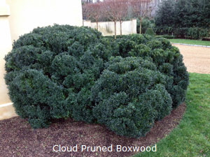 Cloud Pruned Boxwood